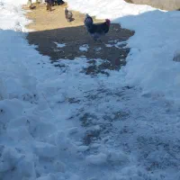 خروس|حیوانات مزرعه|فریمان, |دیوار