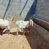 *بز*|حیوانات مزرعه|شیروان (خراسان), |دیوار