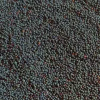 کلخونگ پسته کوهی