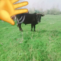 دوراس ورزاکوله سیمین تال وچالوسی