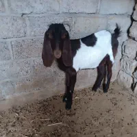 بز نژدی|حیوانات مزرعه|بهبهان, |دیوار