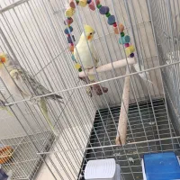 عروس هلندی|پرنده|مرودشت, کناره|دیوار