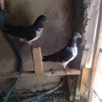 کفتر