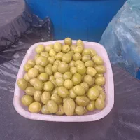 زیتون کنسروی سایز ممتاز|عمده‌فروشی|رودبار, |دیوار