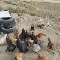 خروس|حیوانات مزرعه|کامیاران, |دیوار