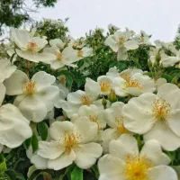 نهال نسترن میمندفارس برای عرق گیری