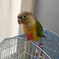 گرینچیک نر فول رام دستی