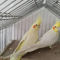 پرنده سرای امازون|پرنده|فولادشهر, سایت صنعتی کاوه|دیوار