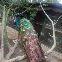 فروش جوجه طاووس