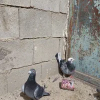 سه جفت نرماده پلاکی|پرنده|بوشهر, |دیوار