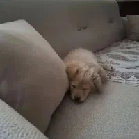 سگ پامر|سگ|مشهد, نوفل لوشاتو|دیوار