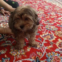 سگ پاکوتاه خونگی|سگ|بجنورد, |دیوار