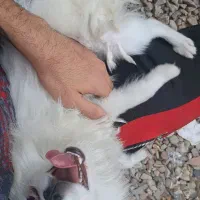 سگ پامر نر اصل|سگ|خرمدره, |دیوار