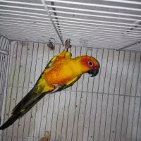 سان کانور خورشیدی|پرنده|مشهد, امام رضا (ع)|دیوار