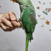 جوجه شاه طوطی نرو ماده و جفت شاه طوطی مولد|پرنده|بهبهان, |دیوار
