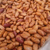 لوبیا چیتی|خوردنی و آشامیدنی|قم, باسکول|دیوار