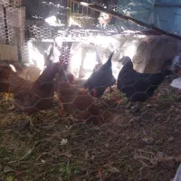 مرغ تخمگذار