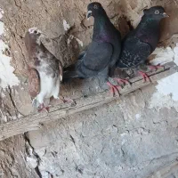 جفت سبز و ابلغ سرخ
