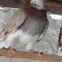 شازده قرمز اس