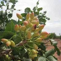 فروش-زمین-پسته