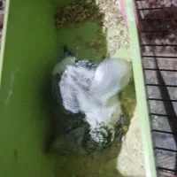 مرغ عشق با جوجه