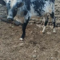 گوساله نر مناسب برای پروار|حیوانات مزرعه|زیرکوه, |دیوار