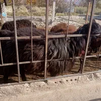 قوچ دامازلیخ|حیوانات مزرعه|بناب, |دیوار