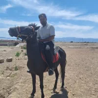 فروش اسب ۴ سال کشش خورده ۵ماه خیلی آرام|اسب و تجهیزات اسبسواری|خواف, |دیوار