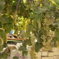 گردومیچینم روز مزد توافقی