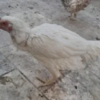 فروش ۲ عدد مرغ کرچ