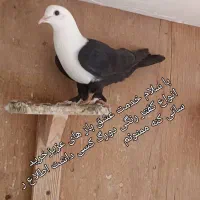 فروش چند عدد کفتر