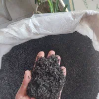 چای شمال ( لاهیجان)