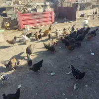 مرغ تخم گذار|حیوانات مزرعه|شهرضا, |دیوار