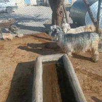 میش|حیوانات مزرعه|ایذه, |دیوار