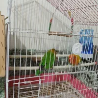 دوعدد طوطی برزیلی نروماده با قفس