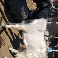 دو راس بزغاله نر و ماده سالم|حیوانات مزرعه|مزرعه کتول, |دیوار