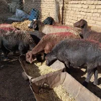 میش غزل افشار|حیوانات مزرعه|زنده رود, |دیوار