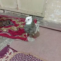 کبوتر طوقی هفت رنگ درجه یک|پرنده|سوسنگرد, |دیوار