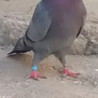کبوتر سبز