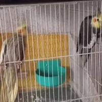 جفت عروس با جوجه