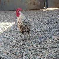 مرغ خروس مینیاتوری