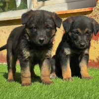 سگ ژرمن شپردنروماده دوماه اصیل باهم یکجای فی ۱۸م ت|سگ|تهران, باشگاه نفت|دیوار