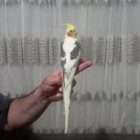 عروس هلندی