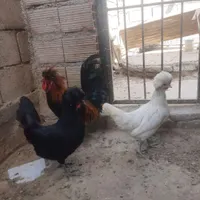 مرغ و خروس لهستانی|حیوانات مزرعه|بندر ترکمن, |دیوار
