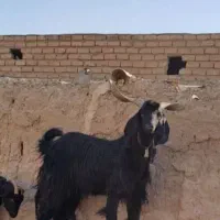 دوبر۳ساله|حیوانات مزرعه|قنوات, |دیوار