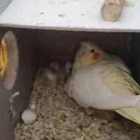 جفت عروس با ۵جوجه