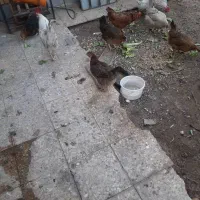 مرغ و خروس
