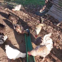 خروس گلین لری و مرندی و محلی و انواع دیگر|حیوانات مزرعه|لاهیجان, لفمجان|دیوار