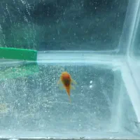 لجن خار|ماهی|تربت‌حیدریه, رجایی|دیوار