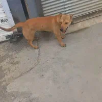 (گمشده )به یابنده مژدگانی خوب خواهیم داد باتشکر